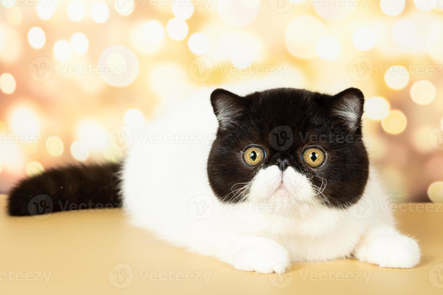 A beautiful exotic shorthair cat lies on the colorful festive background of the studio. photo