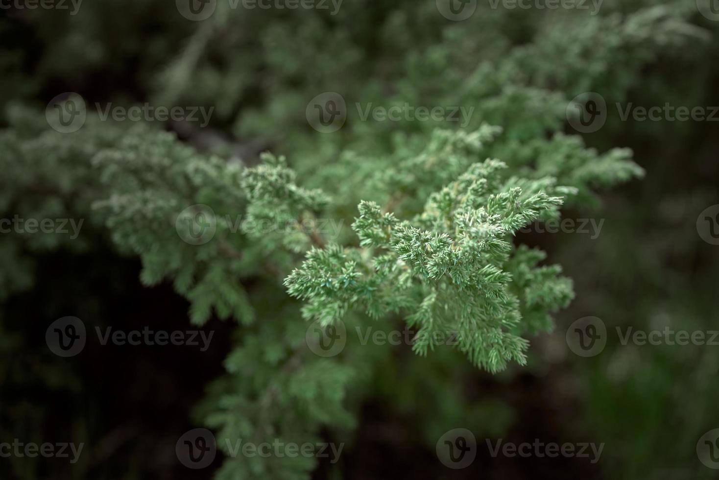 Juniper horizontal a very low creeping slow growing variety. Growing right from the garden path made of sandstone. photo