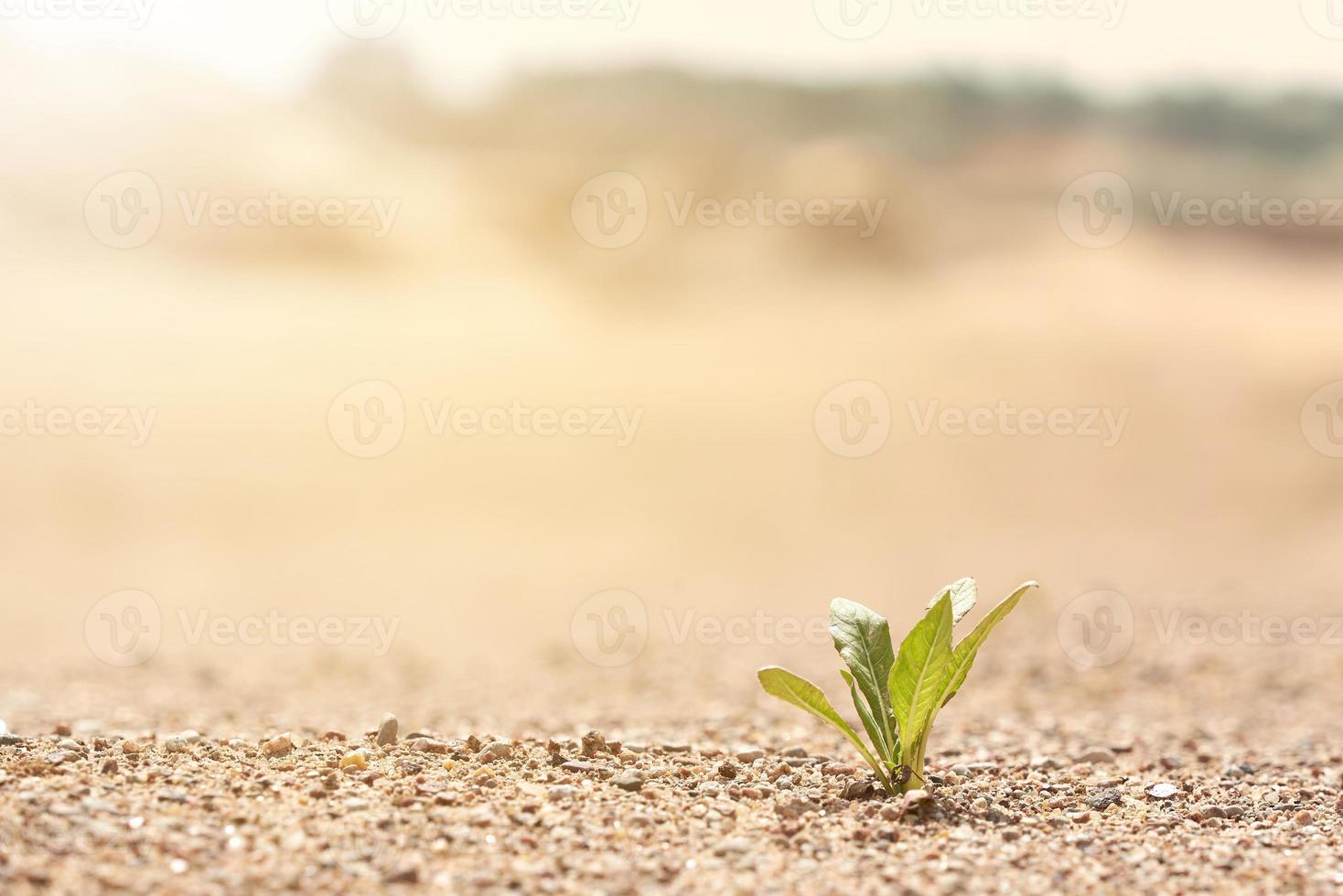 A lone green plant illuminated by sunlight growing on the sand. Photo with copy space. The background in blur.