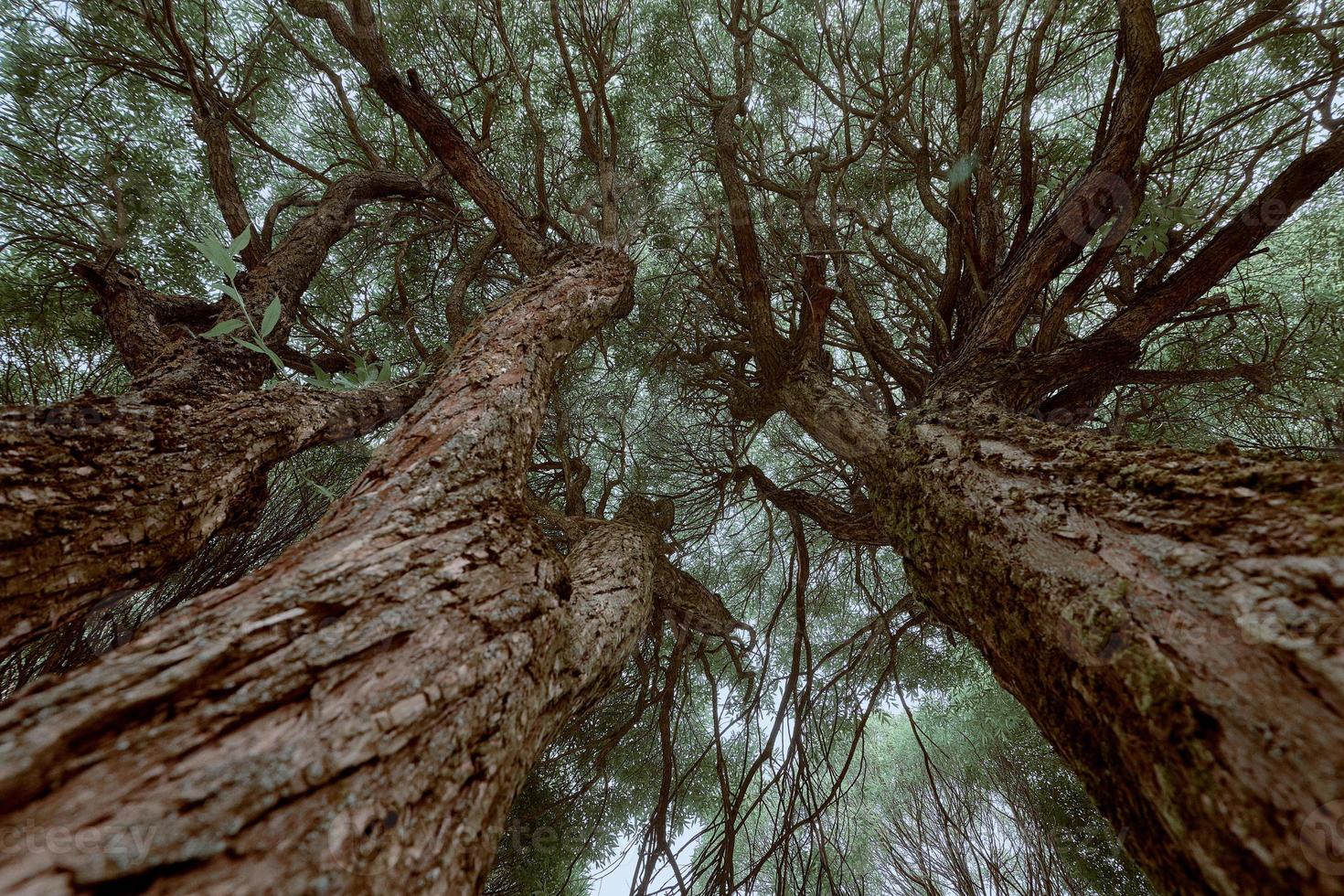 Bottom view of the tree with white sky background. photo