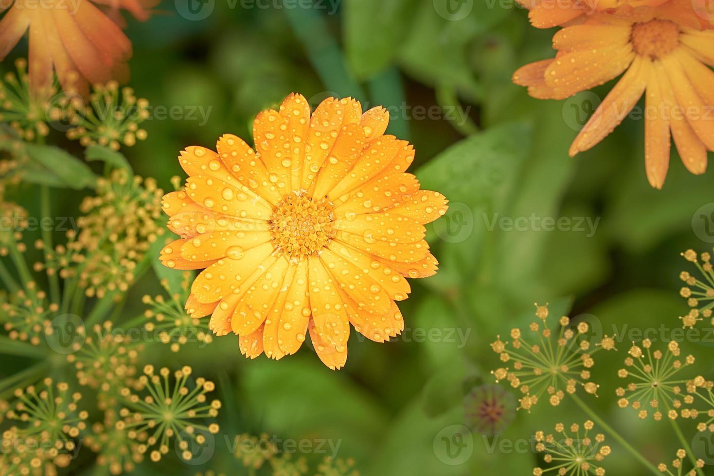 Orange Calendula or Calendula officinalis flower with water drops after rain. photo