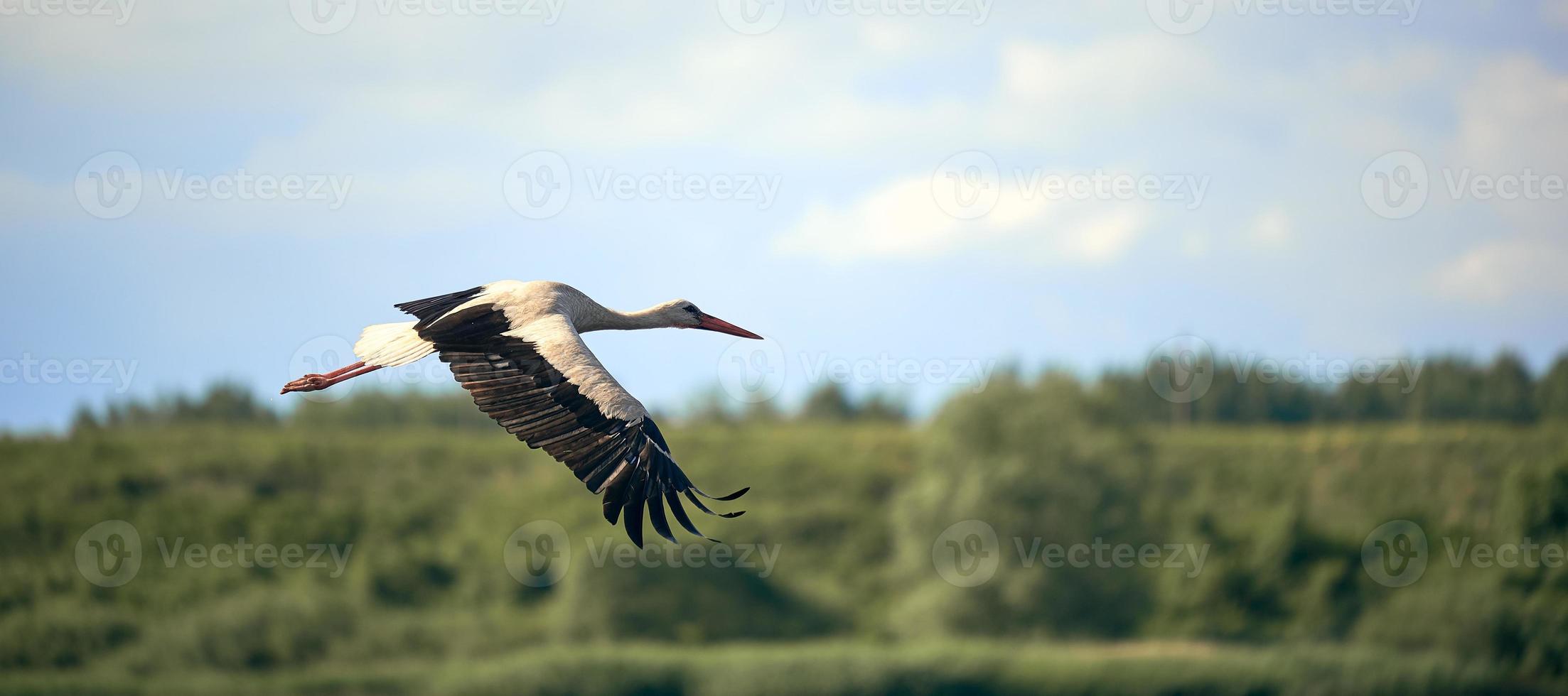 White stork flying on against the forest and blue sky. Background in blur. photo