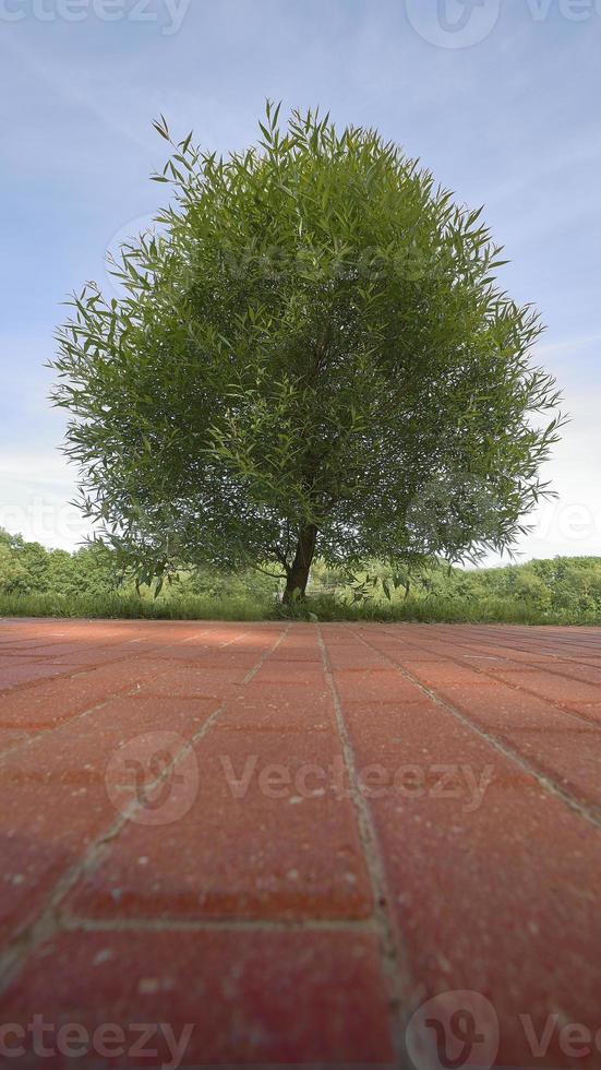 A lonely green tree in the Park. A green carpet in the foreground. photo