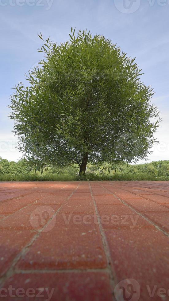 One tree in a summer Park against a blue sky. photo