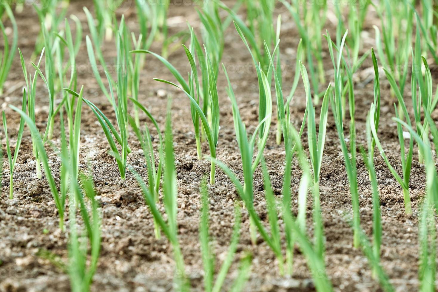 Green young garlic in the garden planted beds. Green feathers of garlic. Garlic leaves and sprouts are sprouted. photo