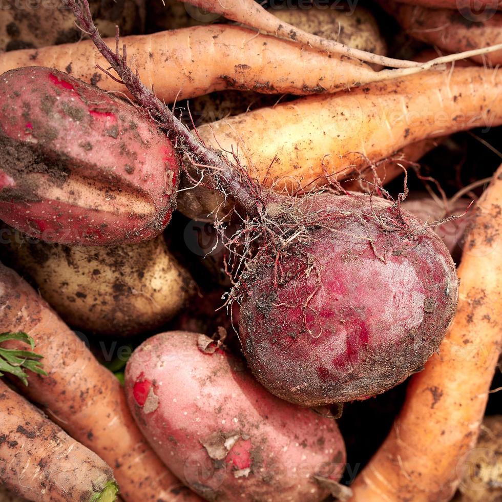 Just harvested vegetables. Top view. Potatoes, carrot, beet. photo