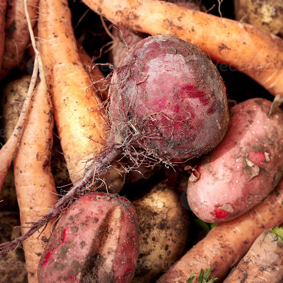 Harvest of fresh vegetables . Top view. Potatoes, carrot, beet. photo