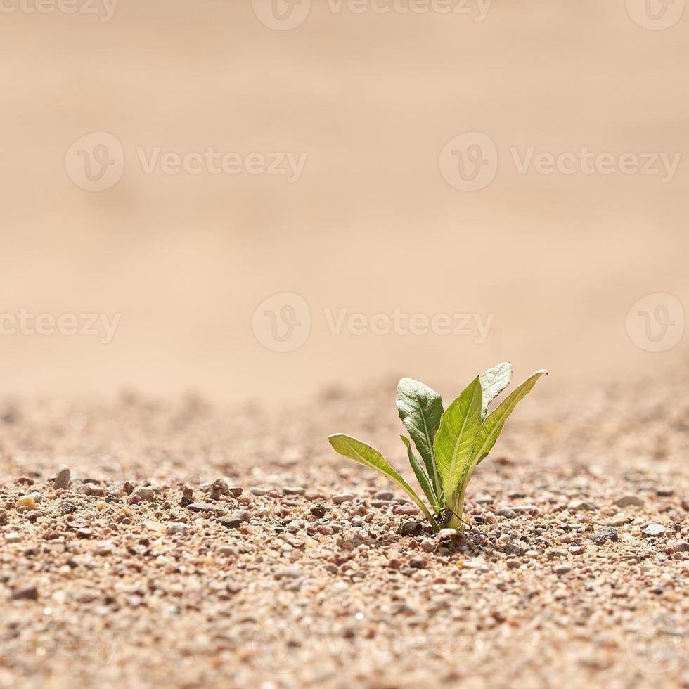 Alone green plant on the sand. The concept of survival. Photo with copy space.