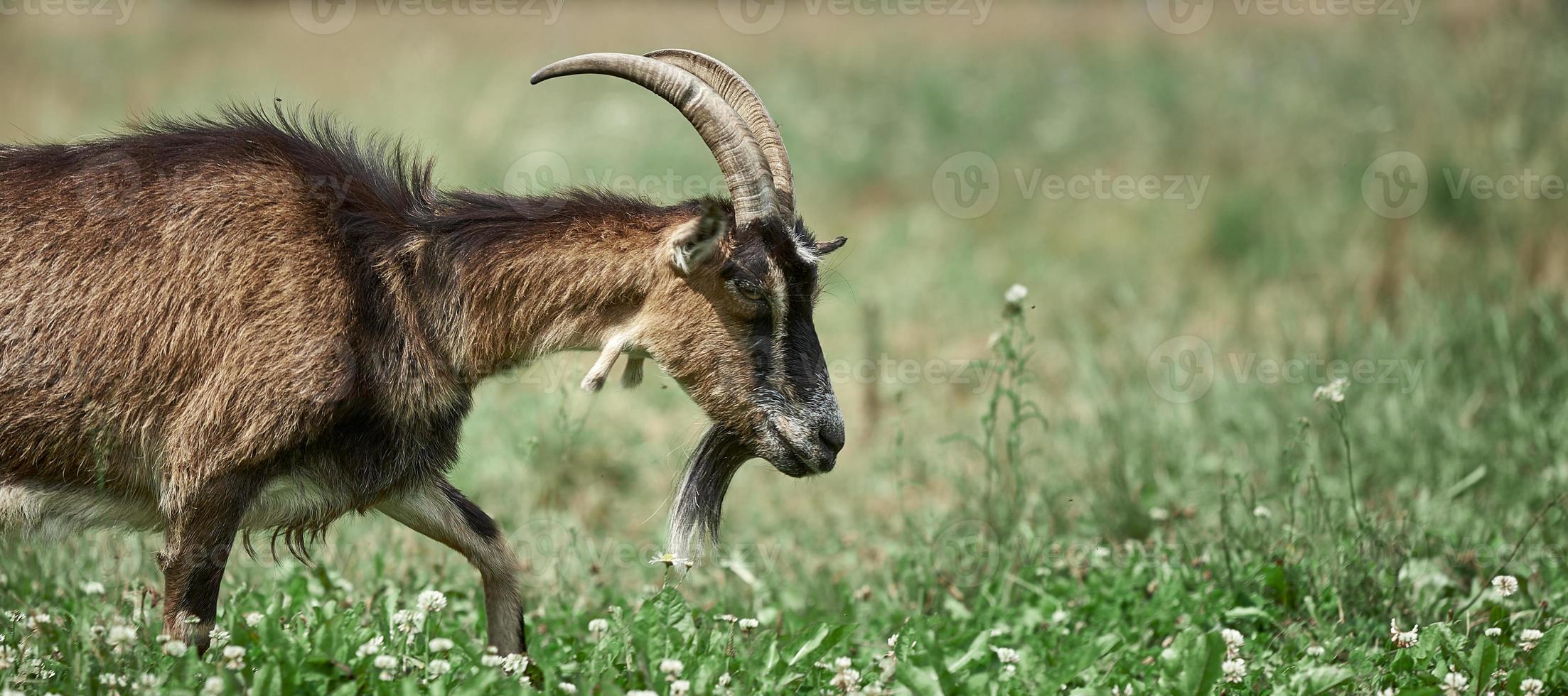 Black-brown toggenburg goat eating grass outdoor. Goat in the field. photo