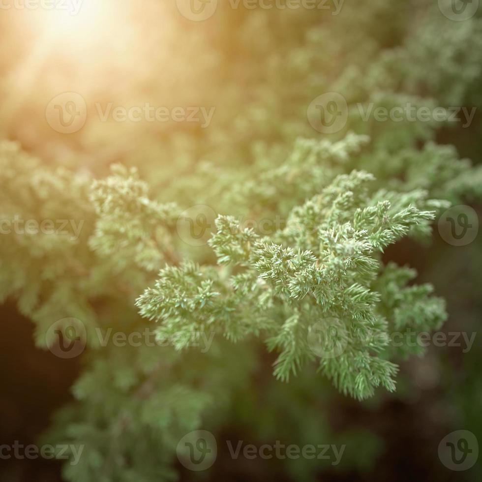 Juniper horizontal lit by bright sunlight a very low creeping slow growing variety. Growing right from the garden path made of sandstone. photo