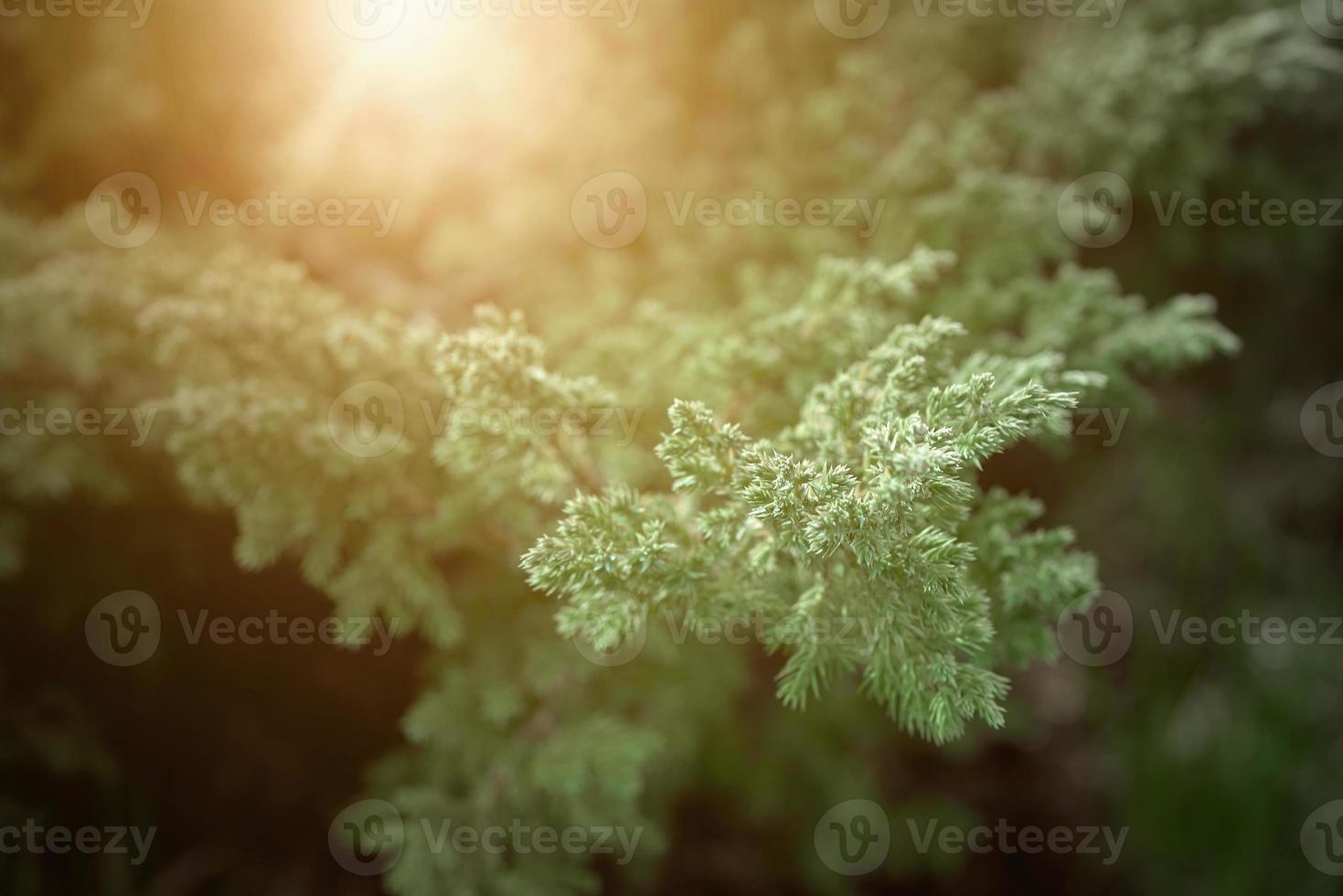 Juniper horizontal lit by bright sunlight a very low creeping slow growing variety. Growing right from the garden path made of sandstone. photo