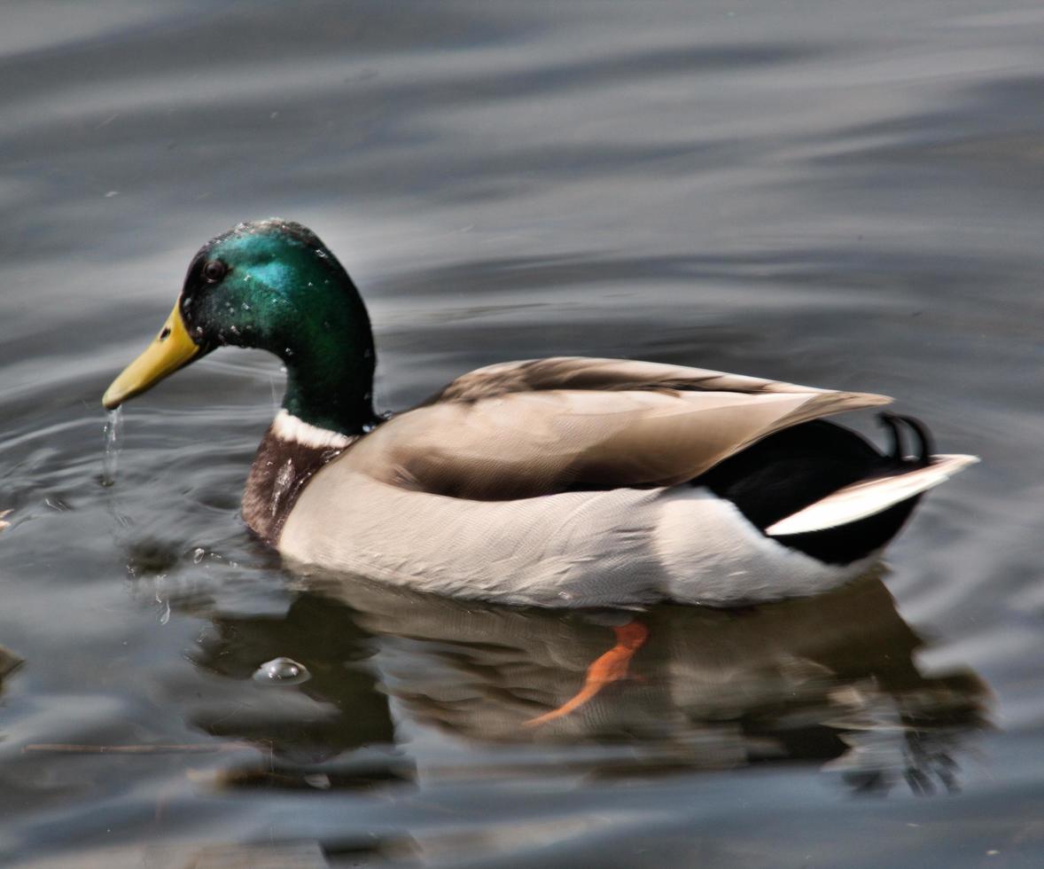 A view of a Mallard photo