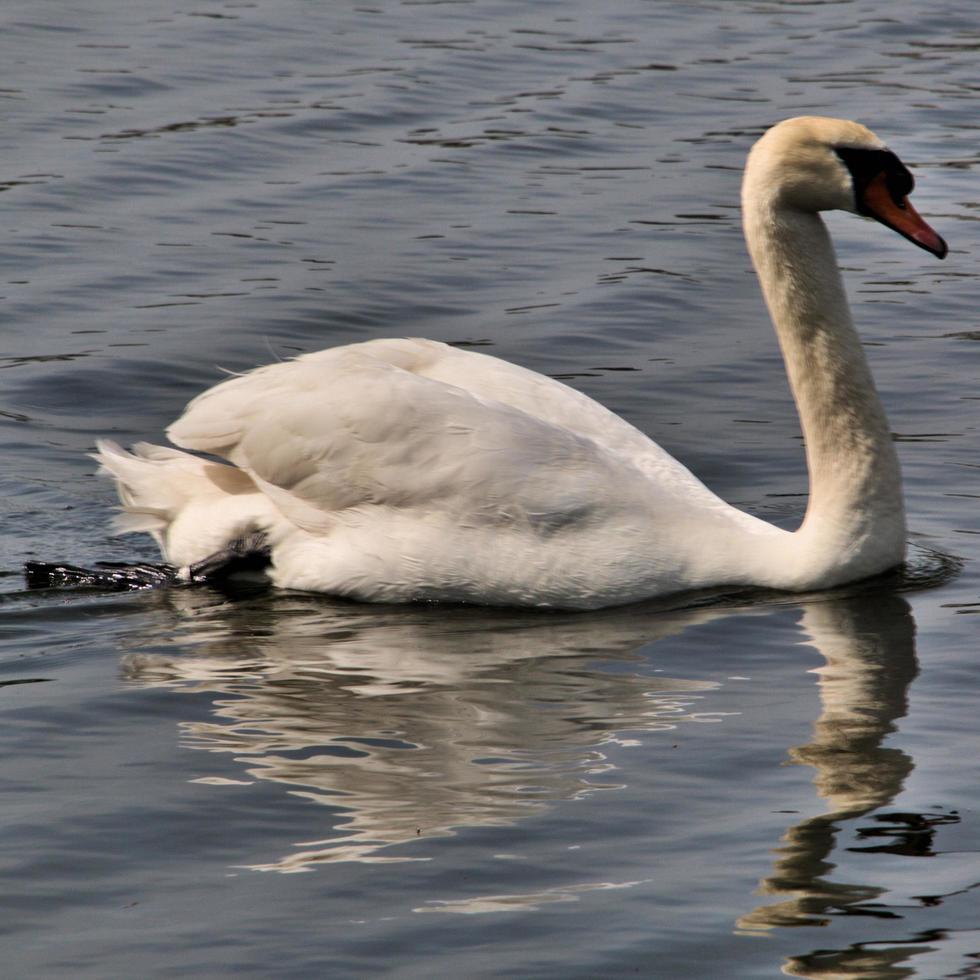 una vista de un cisne mudo foto