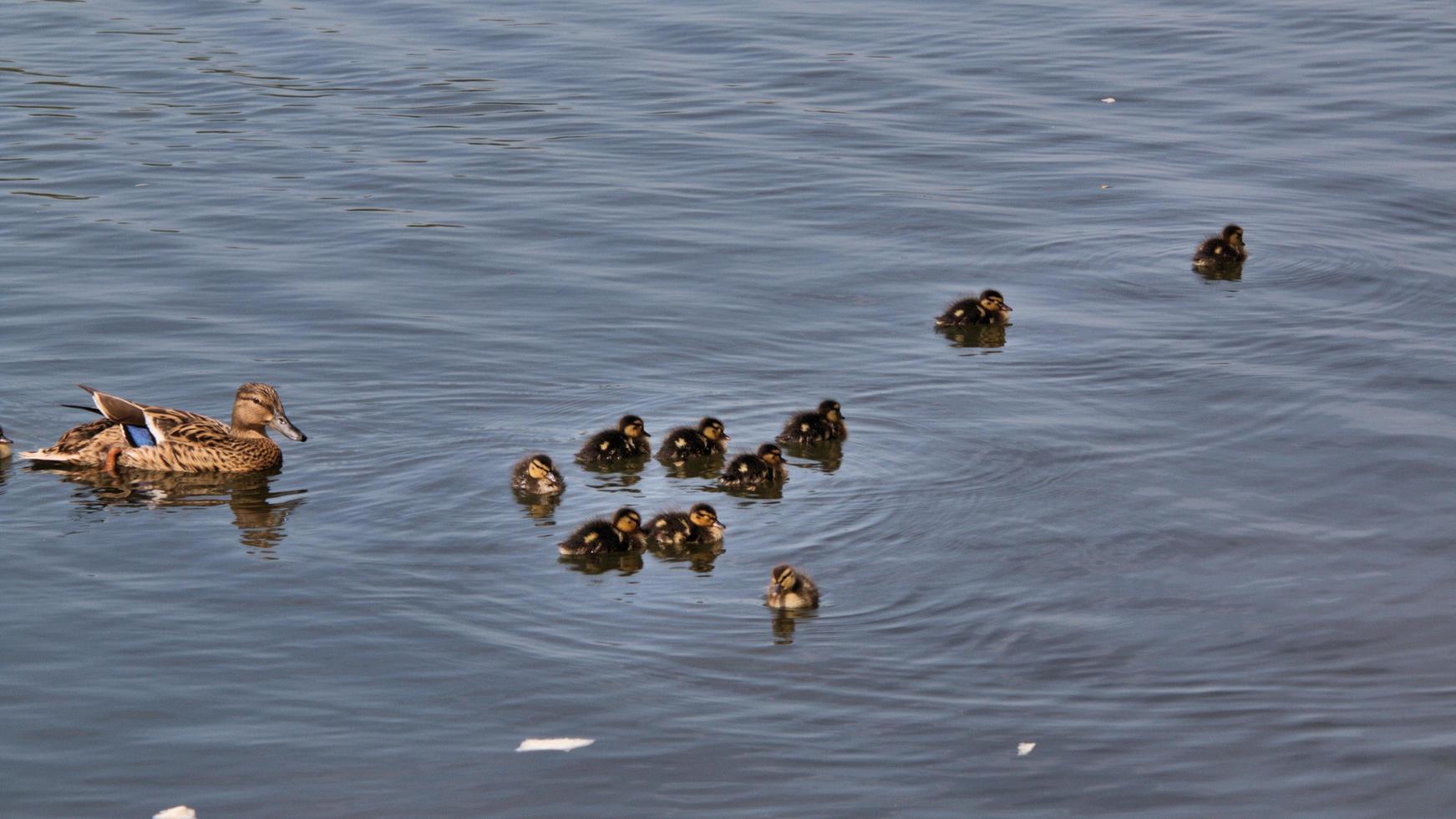 A view of a Mallard photo