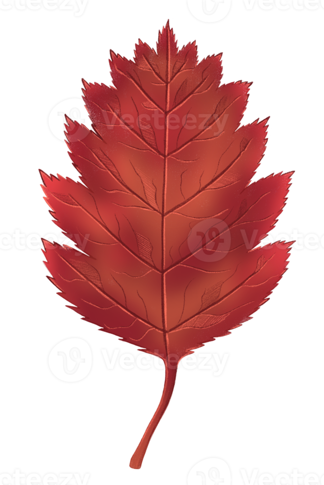 Autumn leaf, isolated on white background. Simple cartoon style. Design for stickers, logo, web and mobile app. png