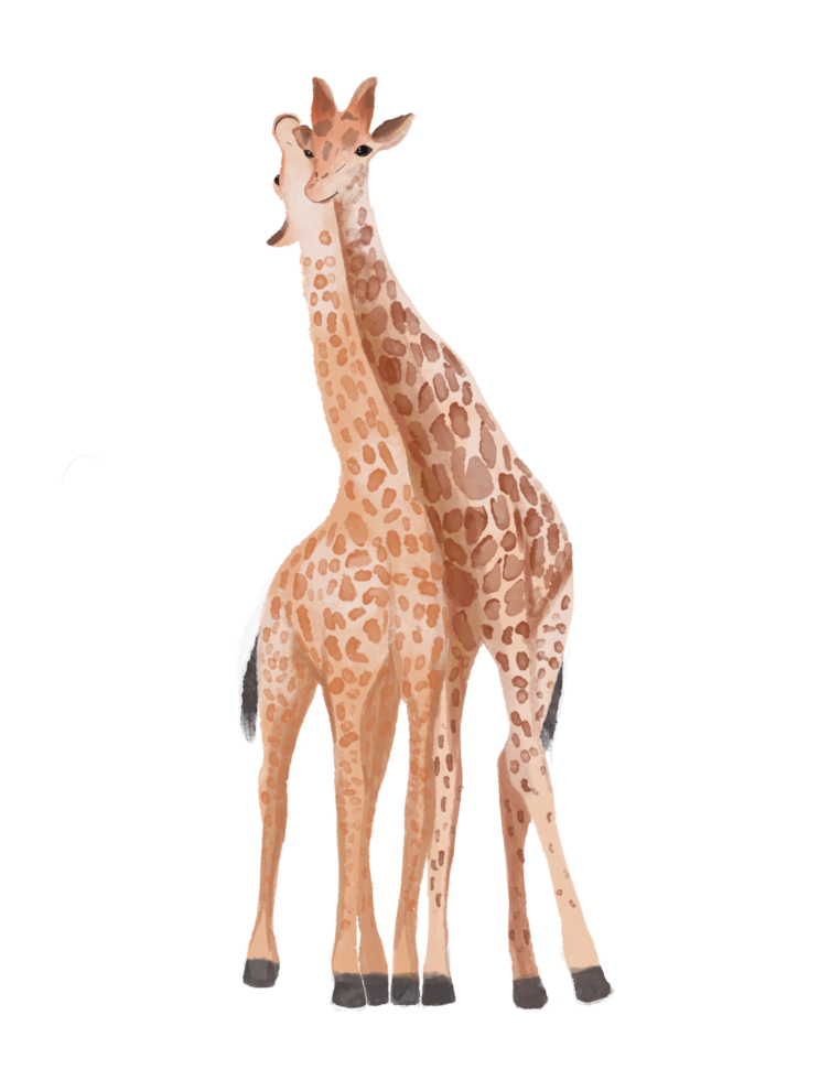 aquarellillustration zwei giraffen auf einem transparenten hintergrund png