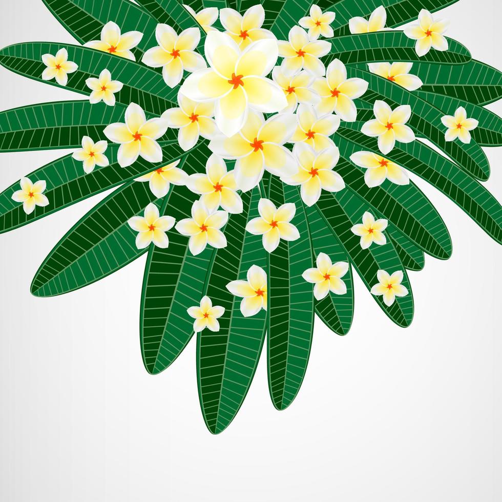 Tropical leaves with plumeria flowers and white frame on isolate background. vector