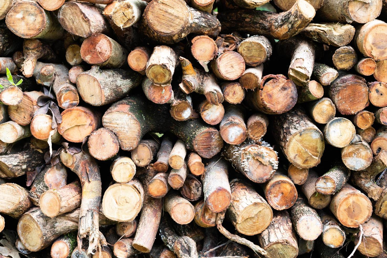 Logging, thick logs lie in the forest against the backdrop of a sunset, copy space, timber photo