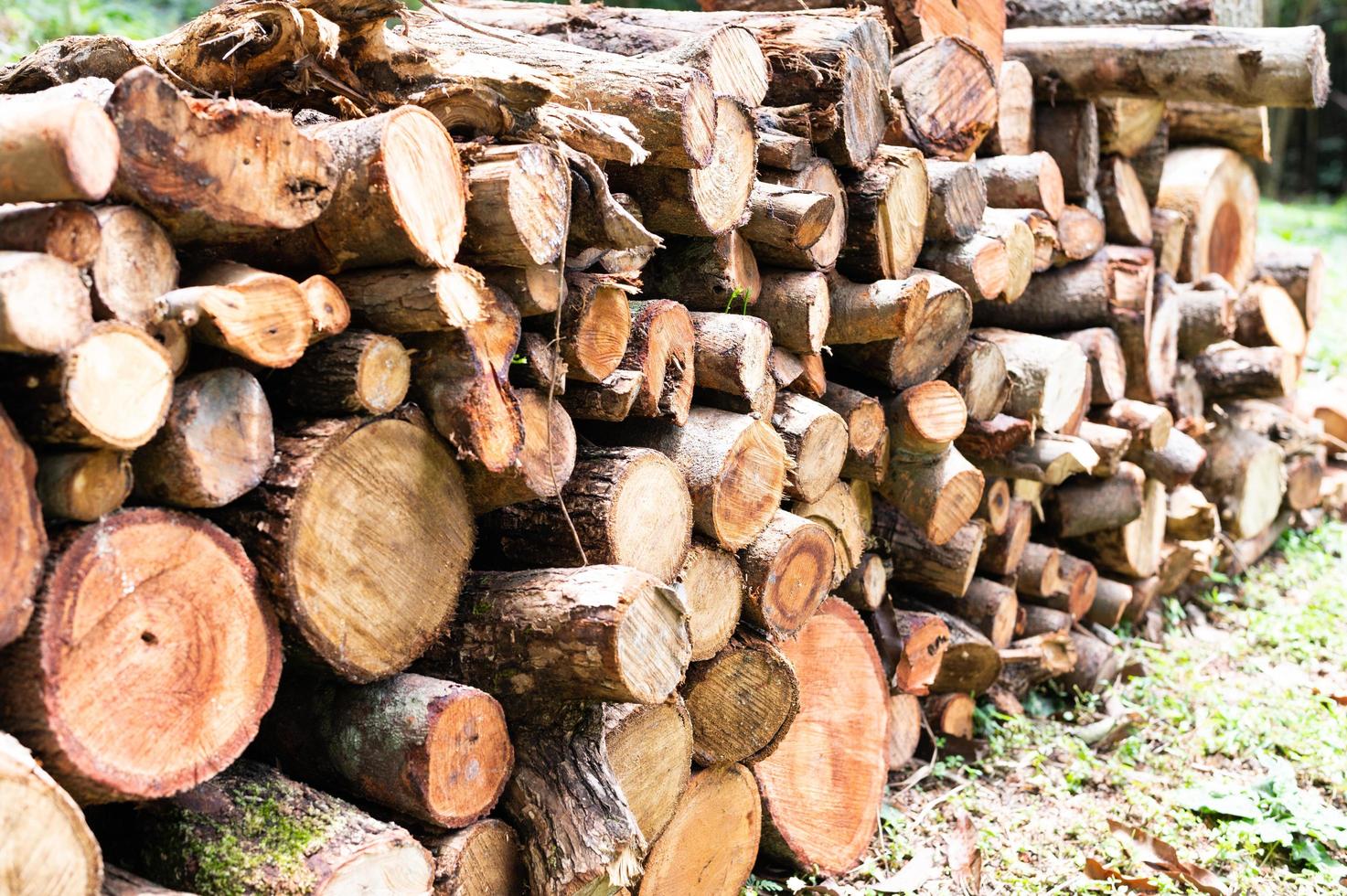 Logging, thick logs lie in the forest against the backdrop of a sunset, copy space, timber photo