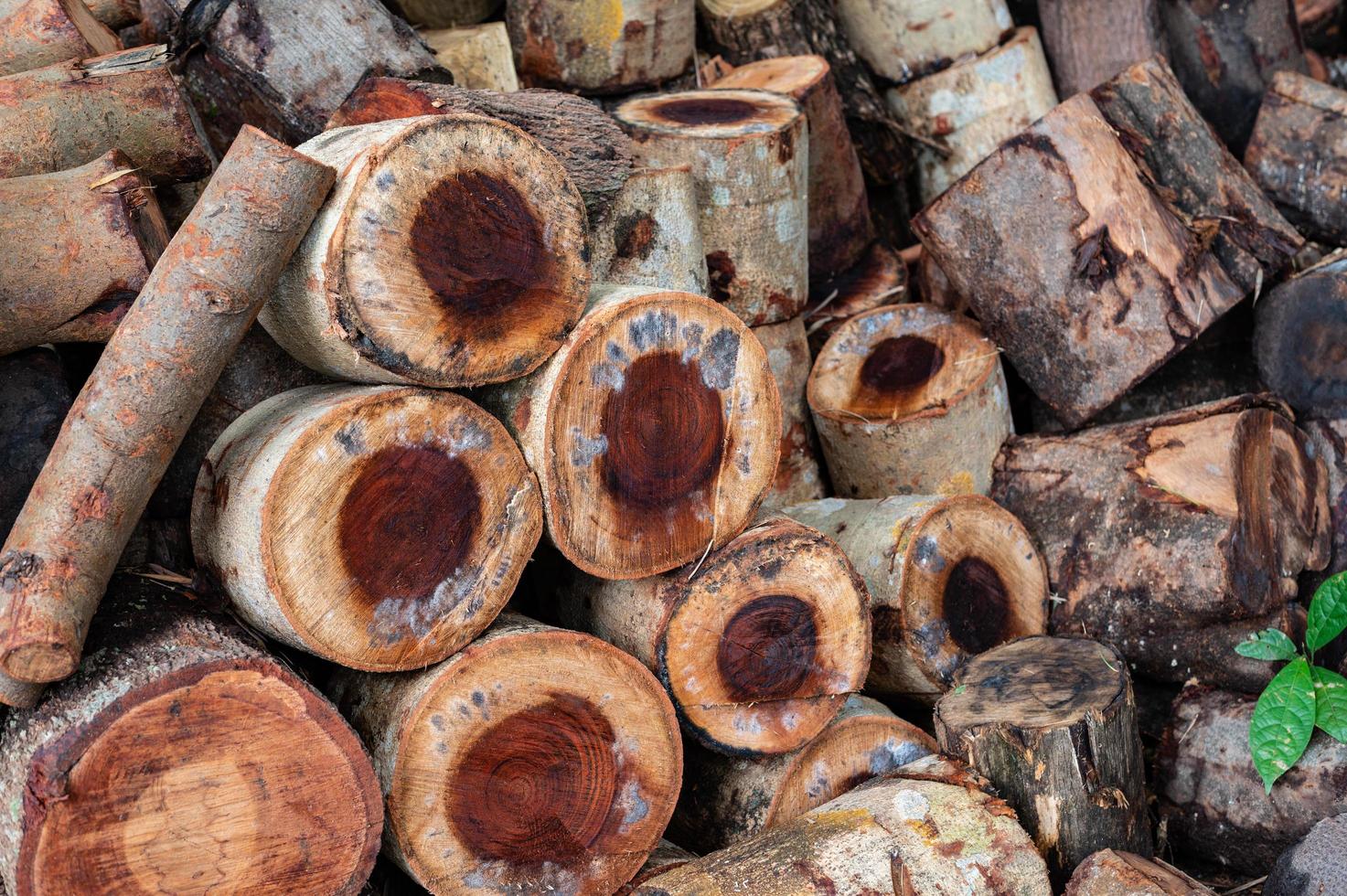 Logging, thick logs lie in the forest against the backdrop of a sunset, copy space, timber photo