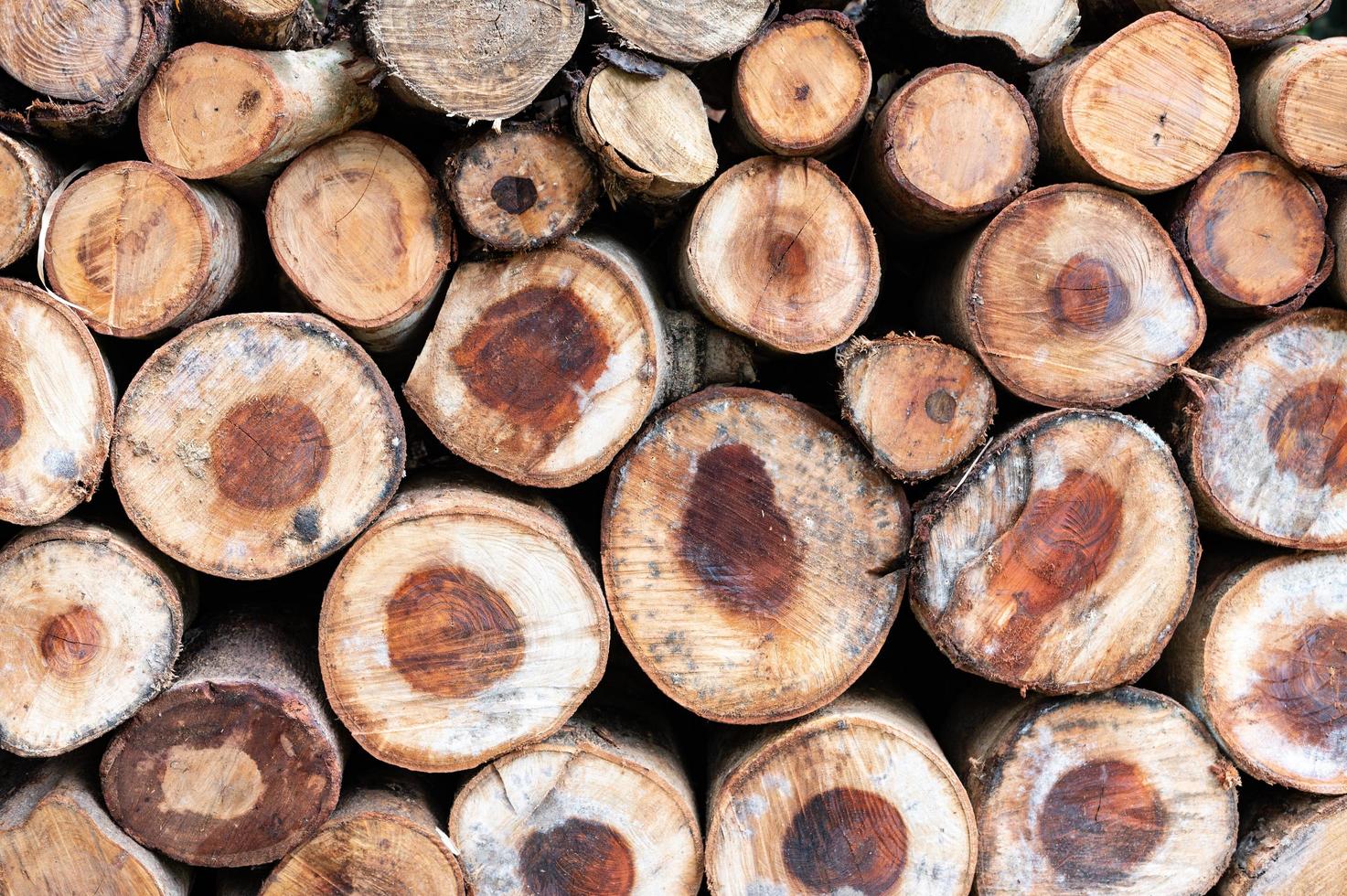 Logging, thick logs lie in the forest against the backdrop of a sunset, copy space, timber photo