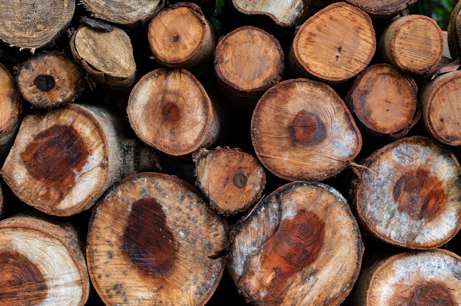 Logging, thick logs lie in the forest against the backdrop of a sunset, copy space, timber photo