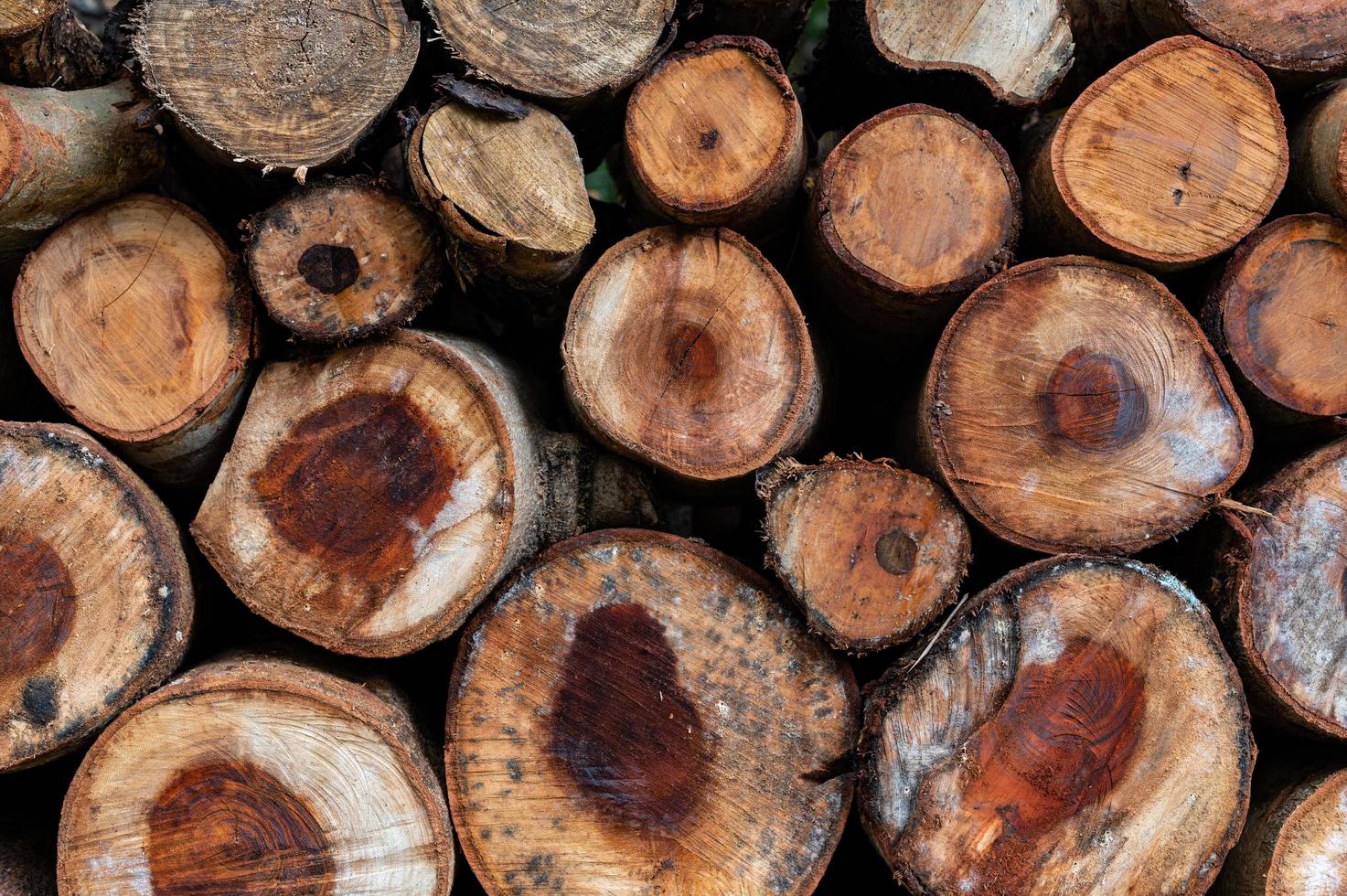 Logging, thick logs lie in the forest against the backdrop of a sunset, copy space, timber photo