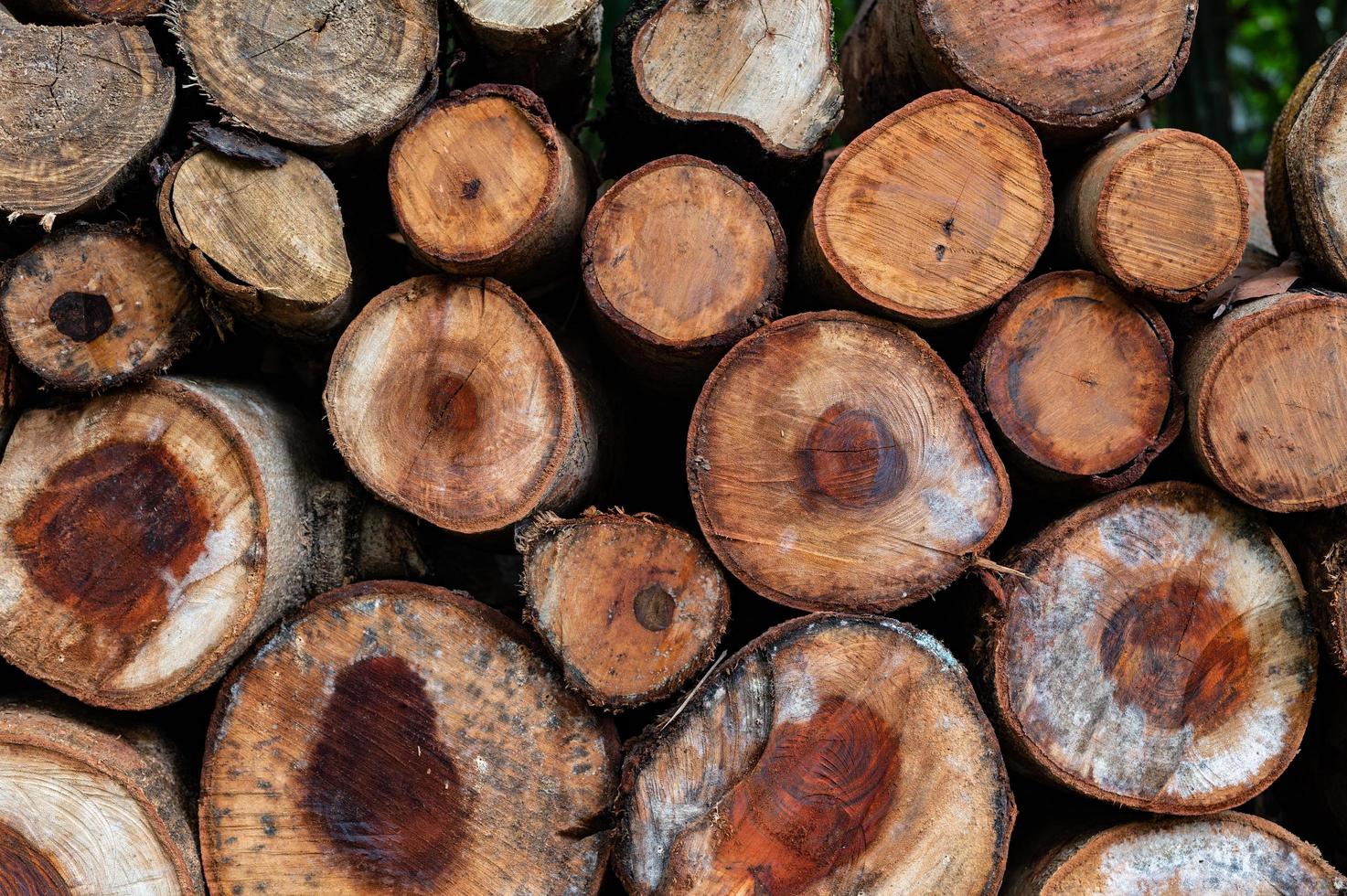 Logging, thick logs lie in the forest against the backdrop of a sunset, copy space, timber photo
