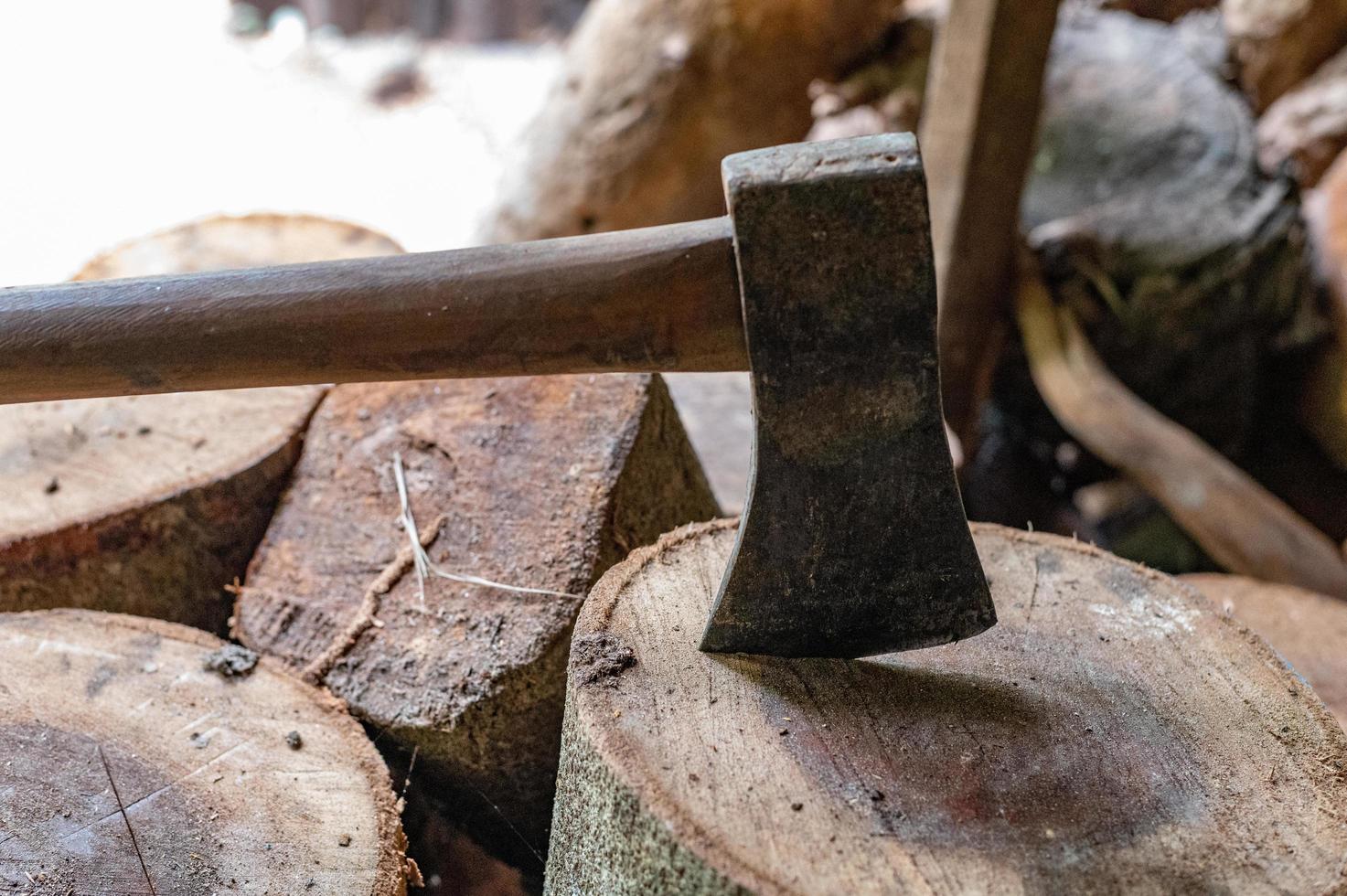 Logging, thick logs lie in the forest against the backdrop of a sunset, copy space, timber photo