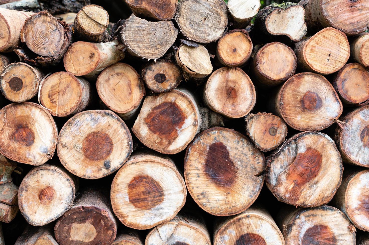Logging, thick logs lie in the forest against the backdrop of a sunset, copy space, timber photo