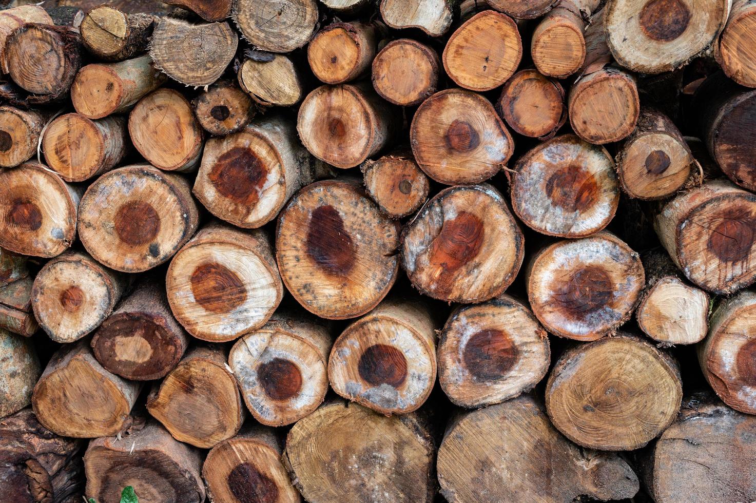 Logging, thick logs lie in the forest against the backdrop of a sunset, copy space, timber photo