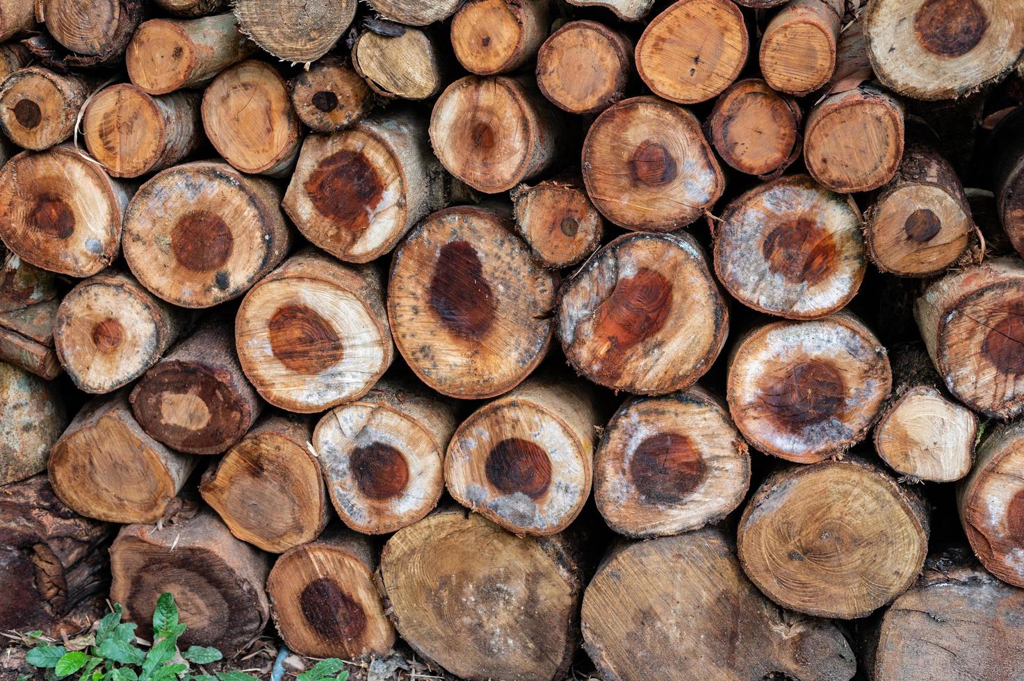 Logging, thick logs lie in the forest against the backdrop of a sunset, copy space, timber photo