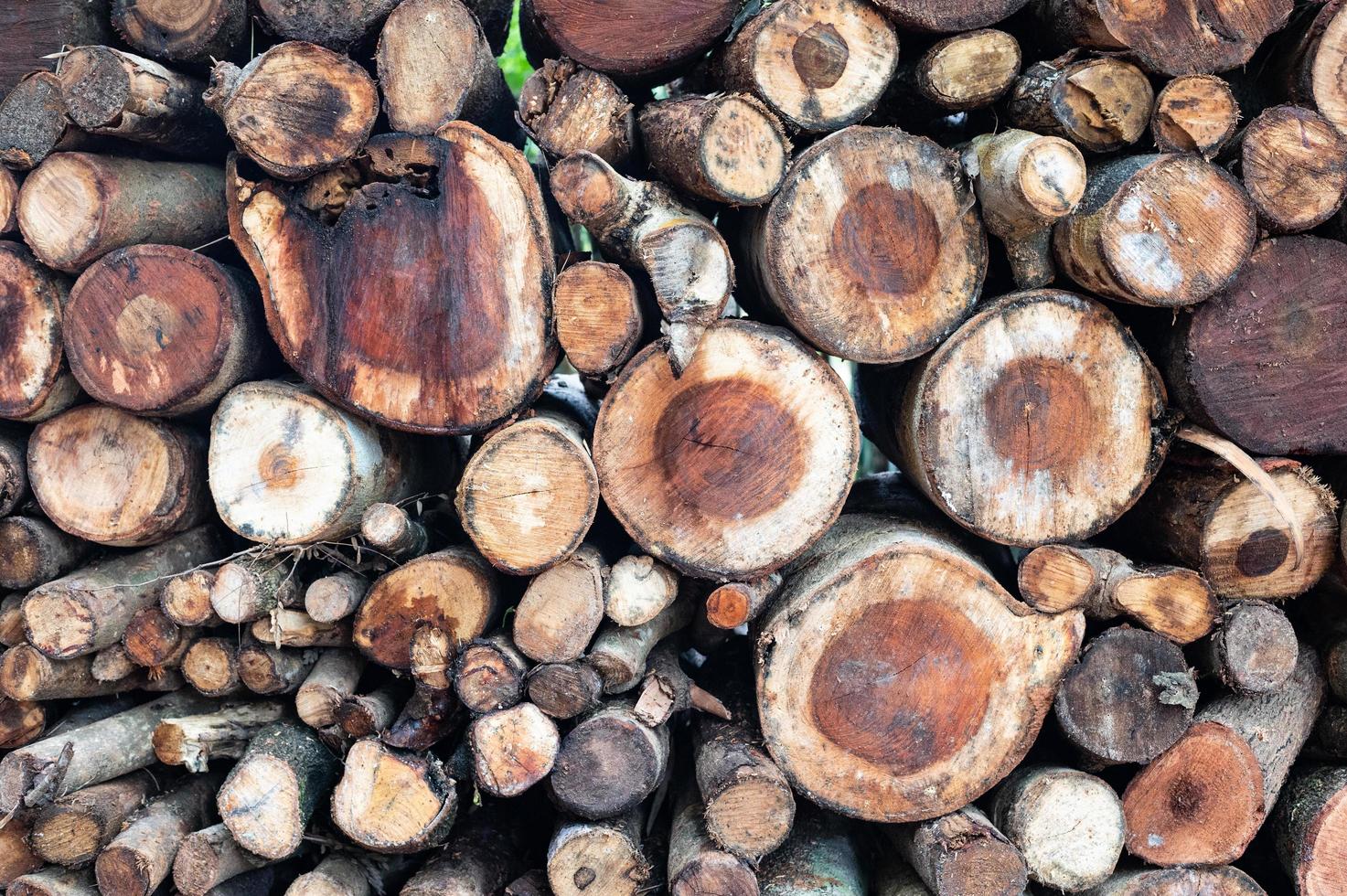 Logging, thick logs lie in the forest against the backdrop of a sunset, copy space, timber photo