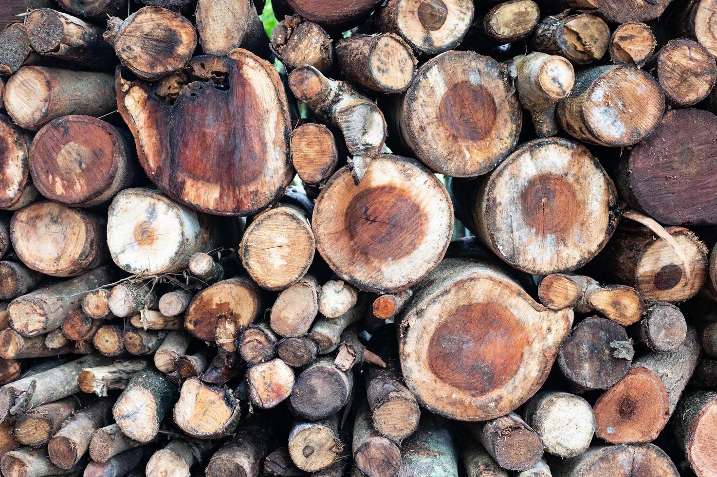 Logging, thick logs lie in the forest against the backdrop of a sunset, copy space, timber photo