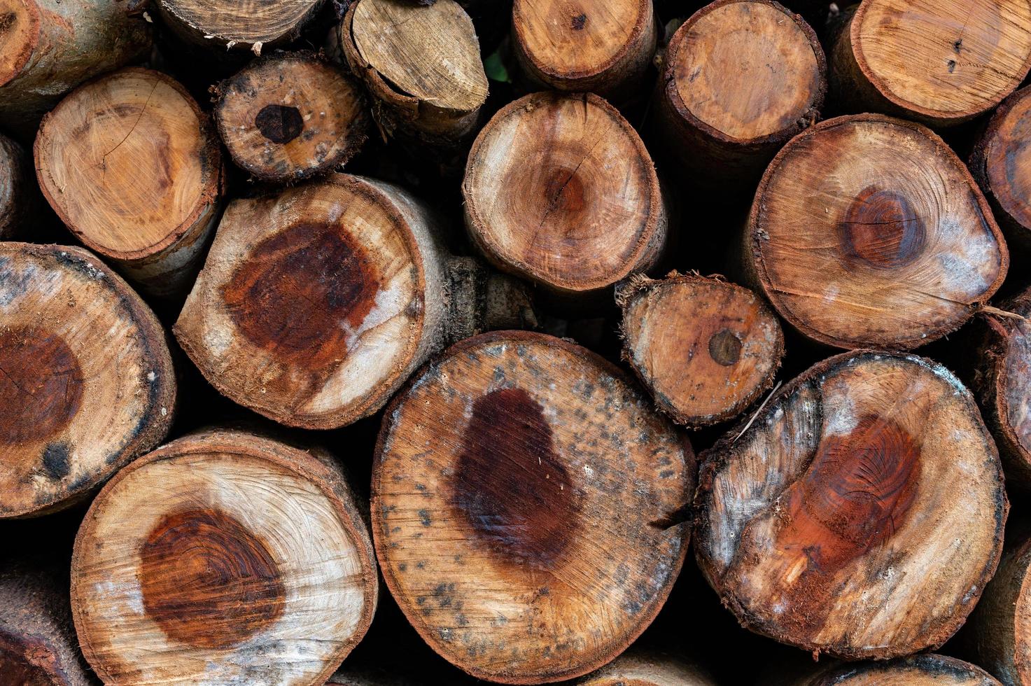 Logging, thick logs lie in the forest against the backdrop of a sunset, copy space, timber photo