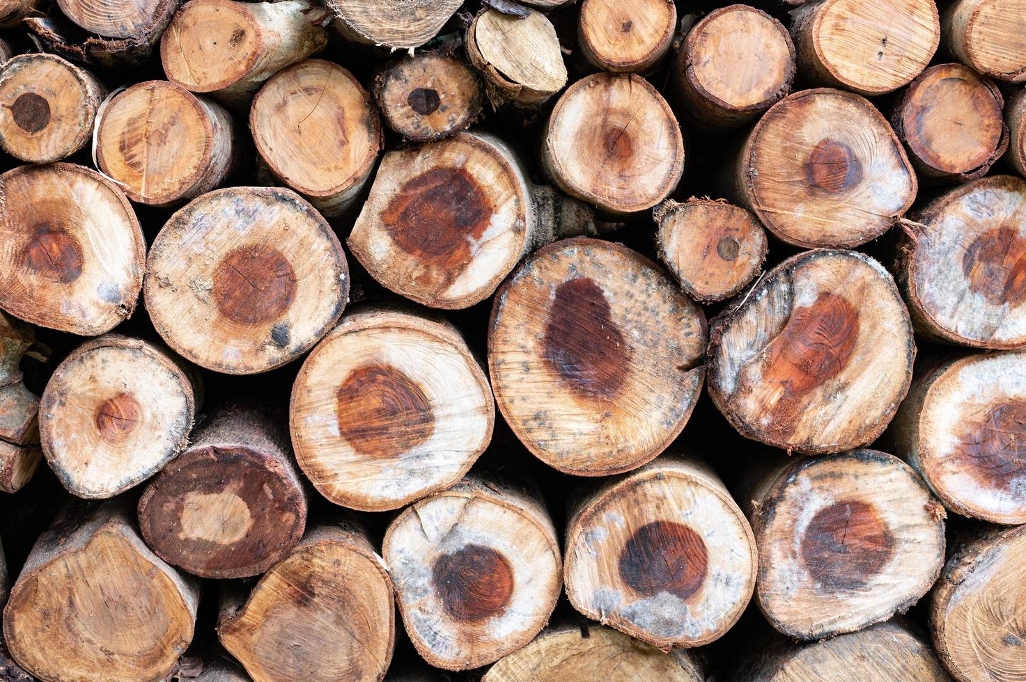 Logging, thick logs lie in the forest against the backdrop of a sunset, copy space, timber photo
