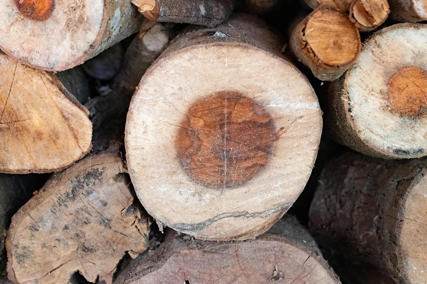 Logging, thick logs lie in the forest against the backdrop of a sunset, copy space, timber photo