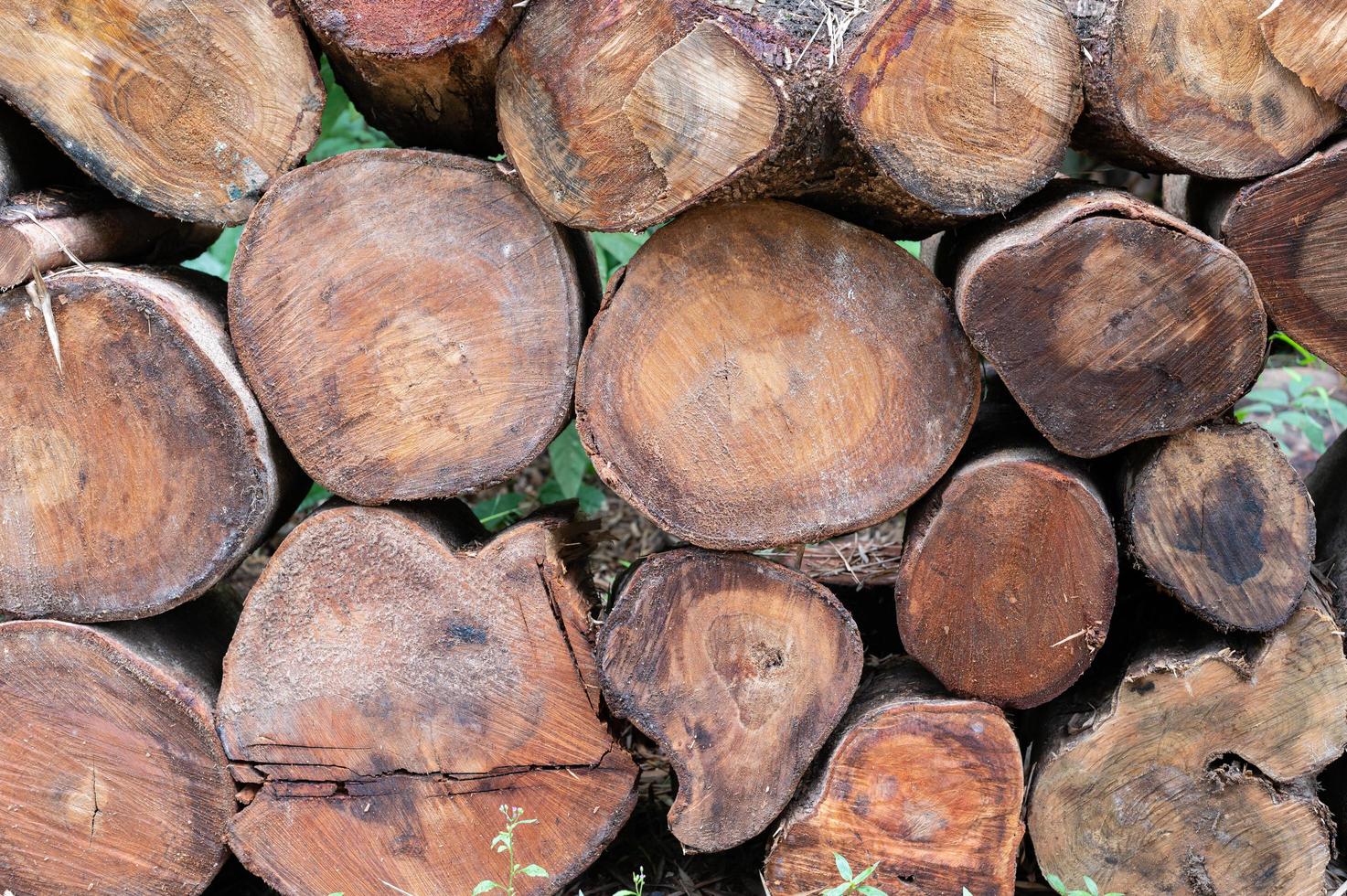 Logging, thick logs lie in the forest against the backdrop of a sunset, copy space, timber photo