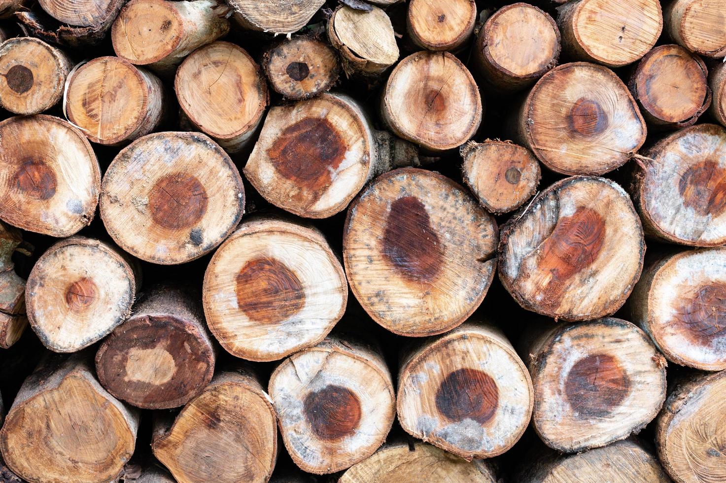 Logging, thick logs lie in the forest against the backdrop of a sunset, copy space, timber photo