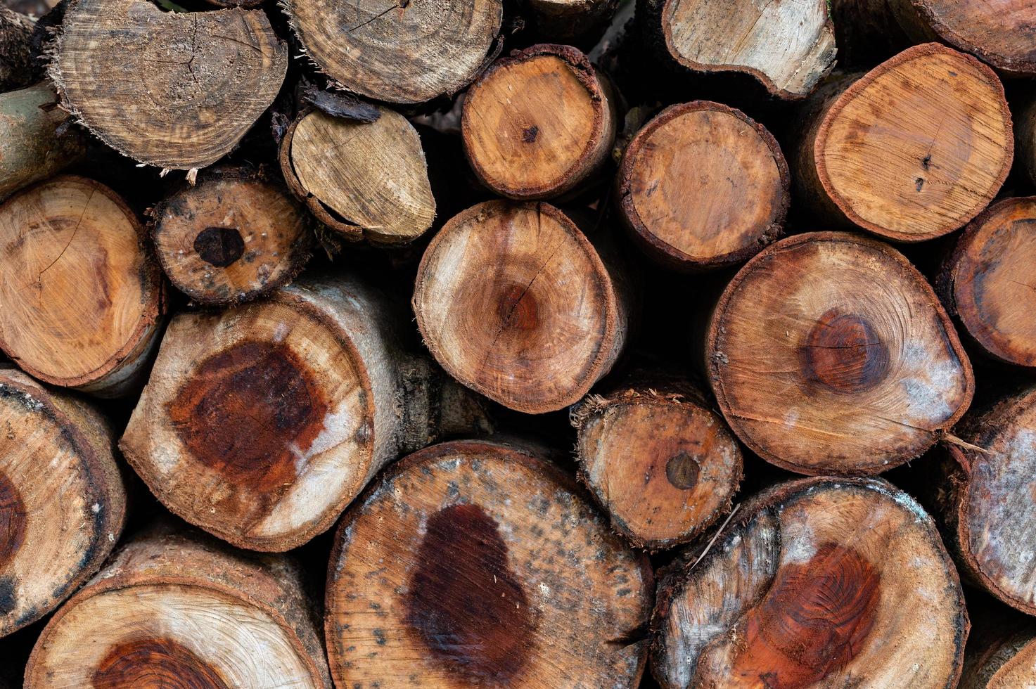 Logging, thick logs lie in the forest against the backdrop of a sunset, copy space, timber photo