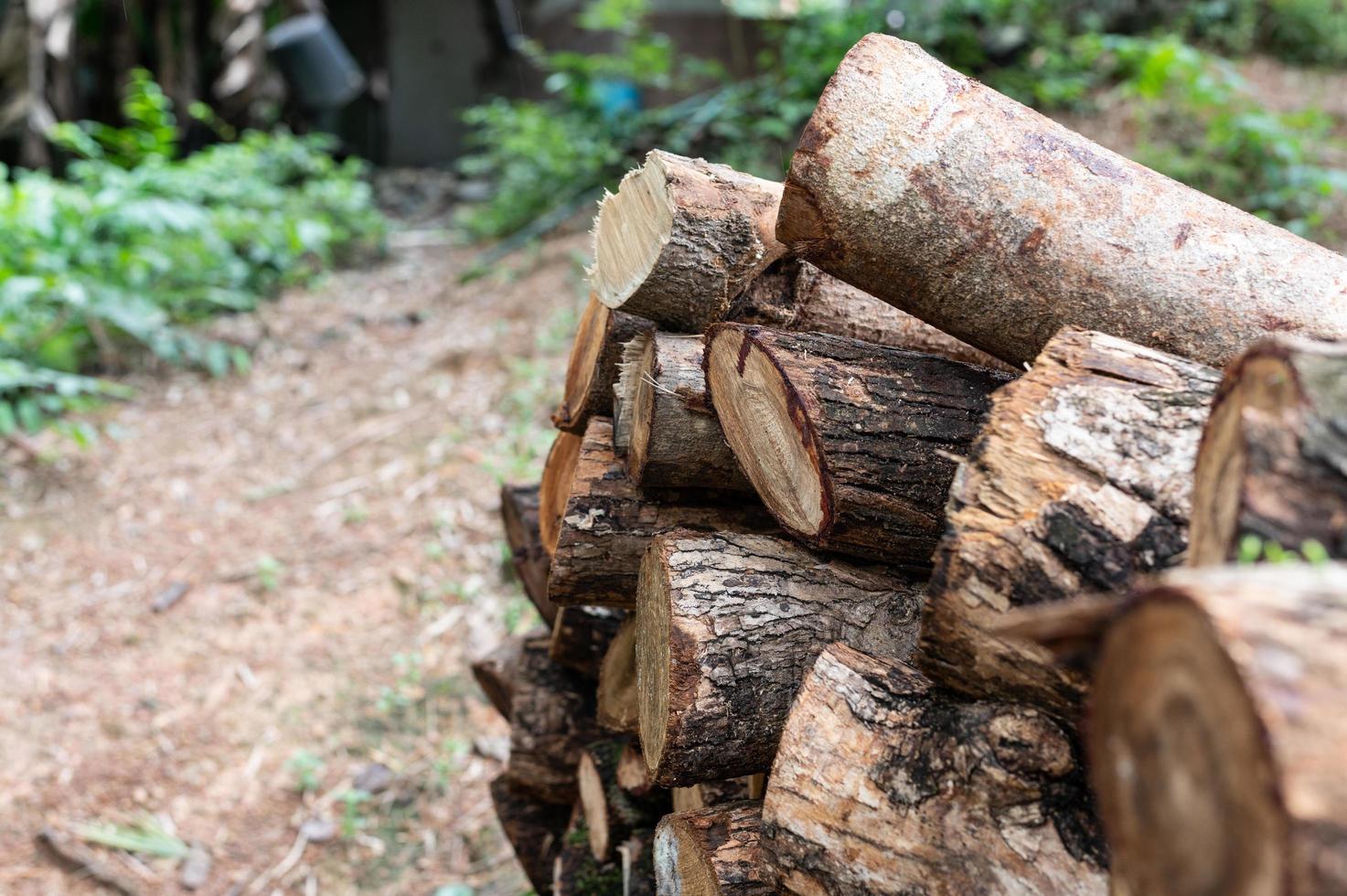 Logging, thick logs lie in the forest against the backdrop of a sunset, copy space, timber photo