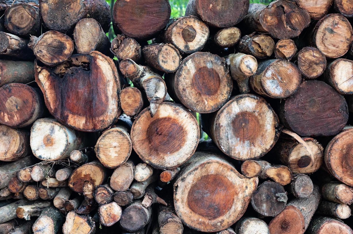 Logging, thick logs lie in the forest against the backdrop of a sunset, copy space, timber photo
