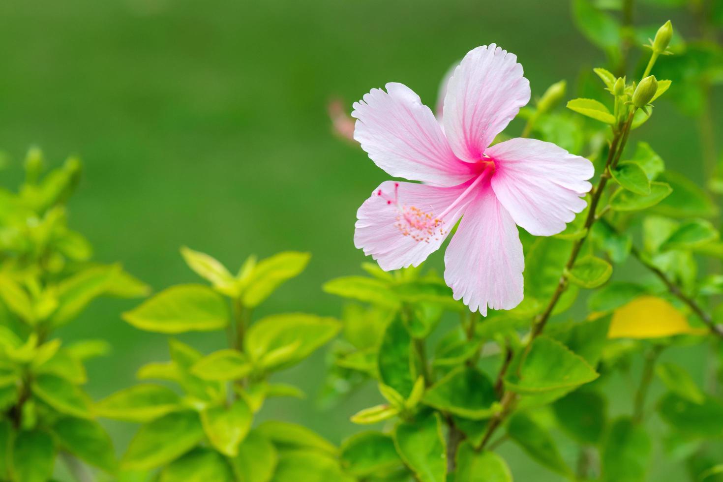 Pink hibiscus flower blooming on green nature background. Tropical lush foliage, sunny exotic blooming floral nature. Bokeh blur natural garden, closeup flora in summer garden photo