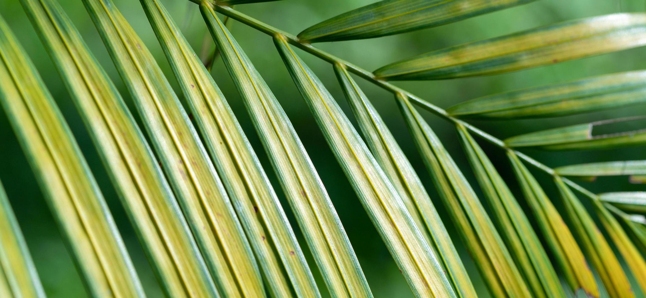 textura de hoja verde impresionante abstracta, follaje de hoja tropical naturaleza brillo fondo verde foto