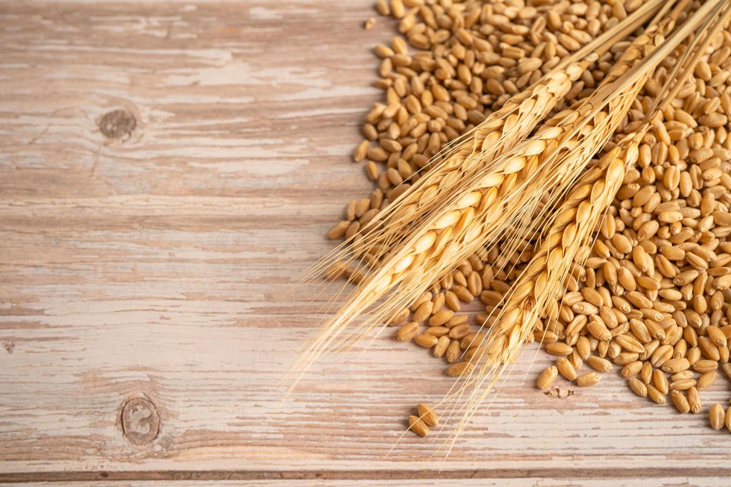 Grains and wheat ears from organic agriculture farm. photo