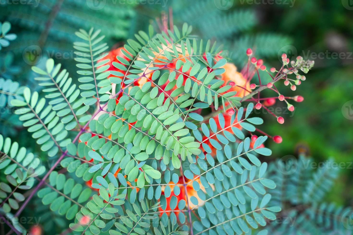 pride of barbados Plant Caesalpinia Pulcherima small leaf texture