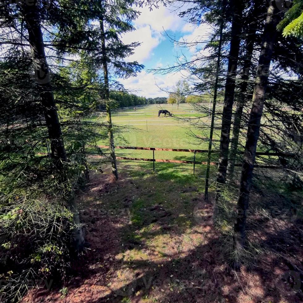 caballo visto a través de la brecha en el bosque foto