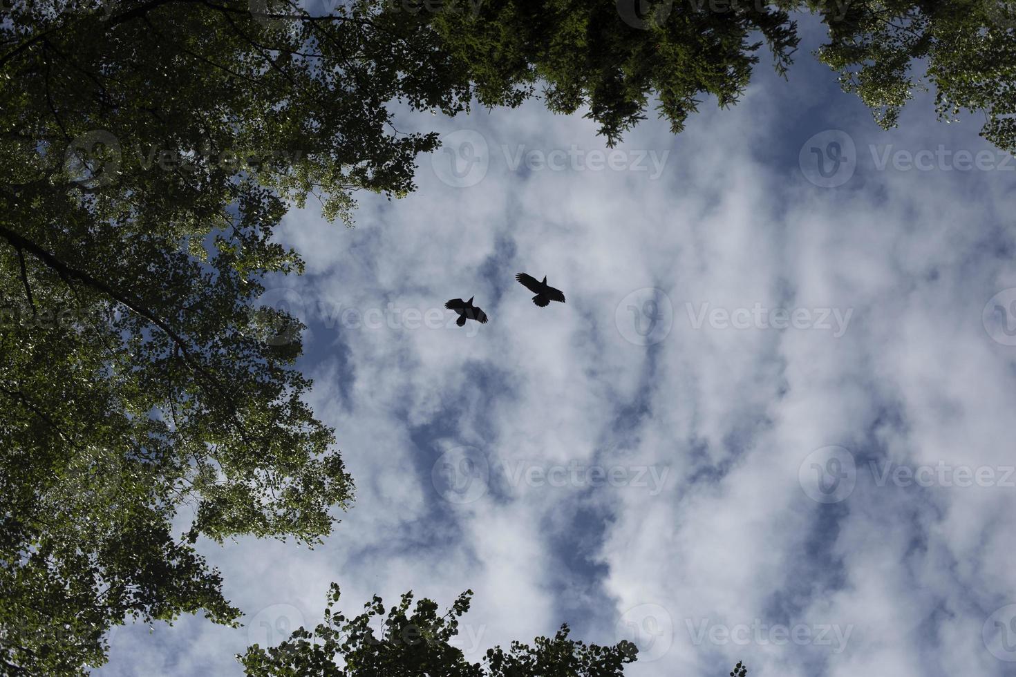 Crows fly in sky. Two birds in background of clouds. Life of crows. photo