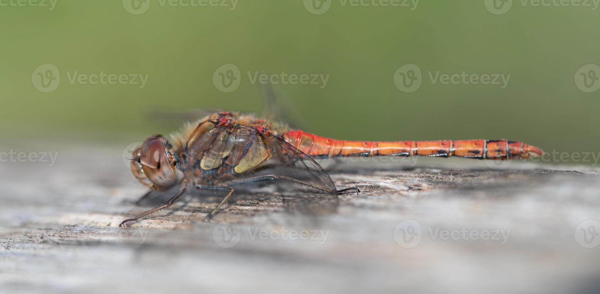 Close-up of a wild dragonfly with a red body and long wings sitting on a piece of old wood against a green background photo