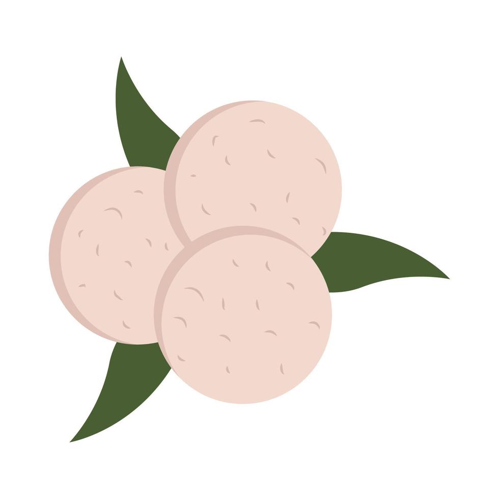 flower of cotton vector